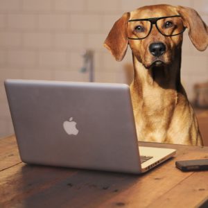 Online Hundetraining